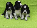 Chiots English Springer LOF à vendre
