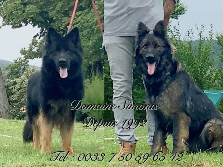 Chiot Berger Allemand d'ancien type à réserver