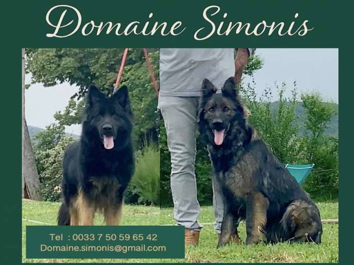 Chiot Berger Allemand d'ancien type à réserver