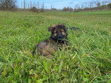Chiot Berger Allemand d'ancien type à réserver