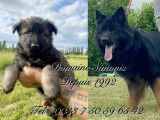 Chiot Berger Allemand d'ancien type à réserver