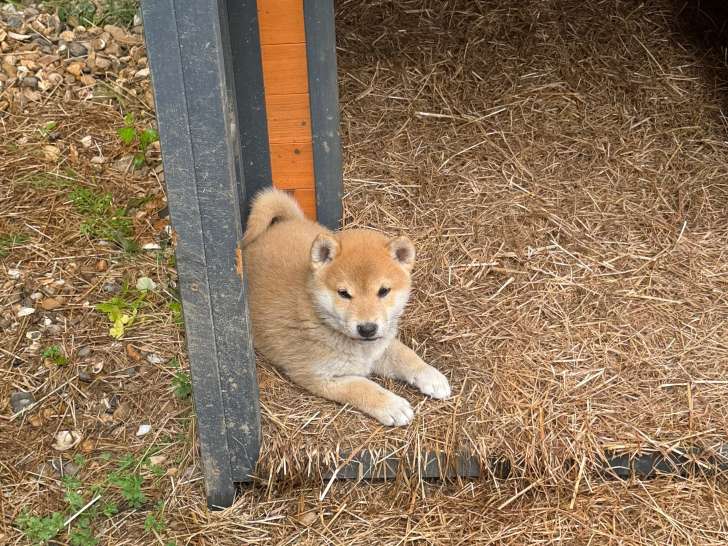 Chiots Shiba Inu à réserver