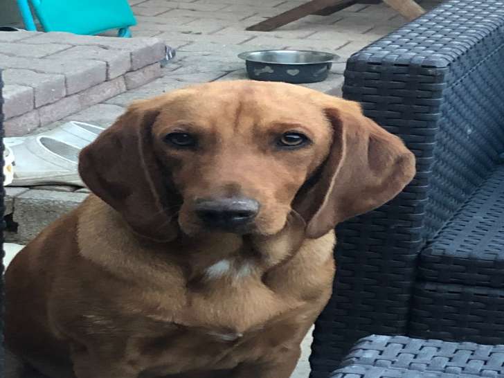 Chien adulte de type Bruno du Jura type Bruno Mâle à donner