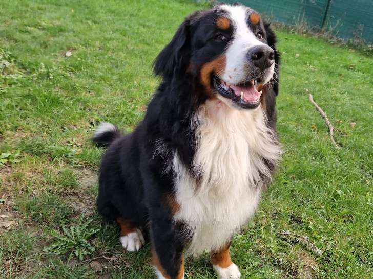 Mâle Bouvier Bernois disponible pour saillie