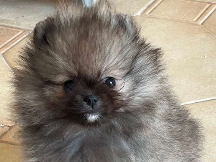 Chiot femelles Spitz Nain gris loup à vendre