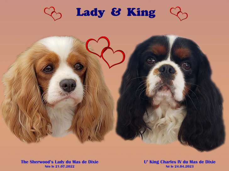 Chiots Cavalier King Charles tricolores à réserver