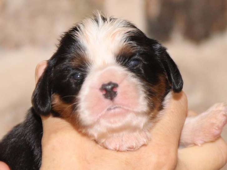 Chiots Cavaliers King Charles mâles tricolores à réserver