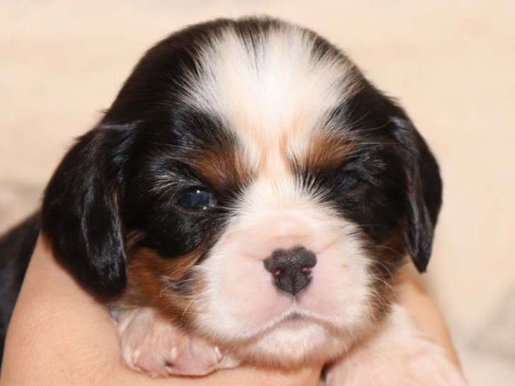 Chiots Cavaliers King Charles tricolores à réserver