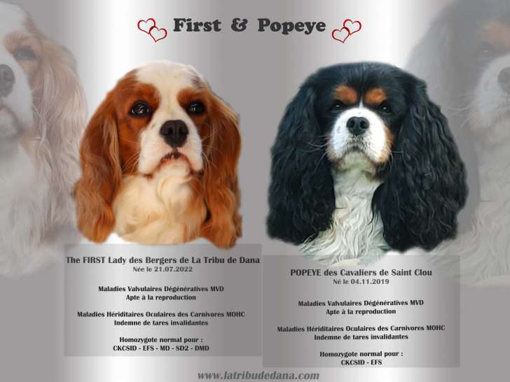Chiots Cavalier King Charles blenheim et tricolores à naître