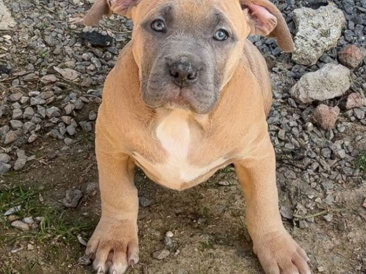 Chiot mâle American Bully XL ABKC à vendre