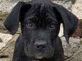 Chiots femelle Cane Corso LOF à vendre