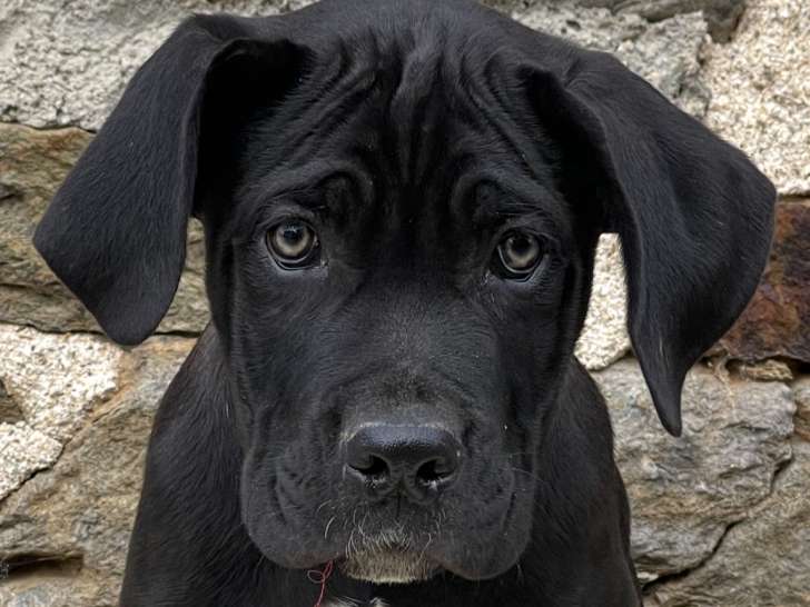 Chiots femelle Cane Corso LOF à vendre