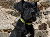 Chiots femelle Cane Corso LOF à vendre