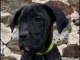 Chiots femelle Cane Corso LOF à vendre
