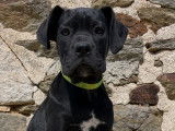Chiots femelle Cane Corso LOF à vendre