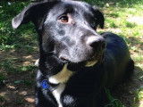 Mâle Labrador croisé Border Collie disponible pour saillie