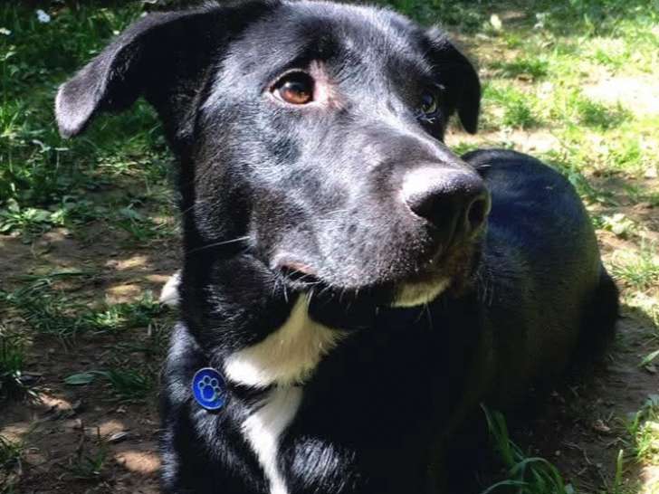 Mâle Labrador croisé Border Collie disponible pour saillie