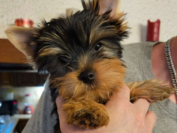 Chiot Yorkshire Terrier LOF à vendre