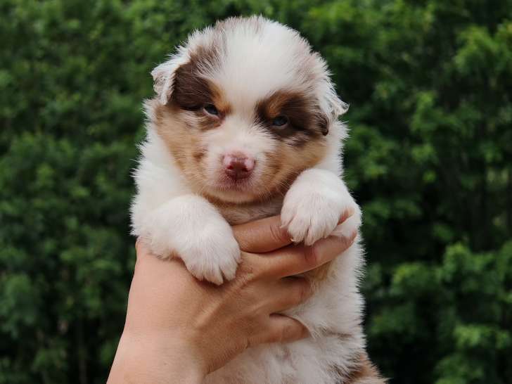 Chiots Berger Australien LOF à vendre