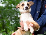 À adopter : chiot femelle de 8 mois
