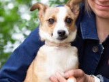 À adopter : chiot femelle de 8 mois