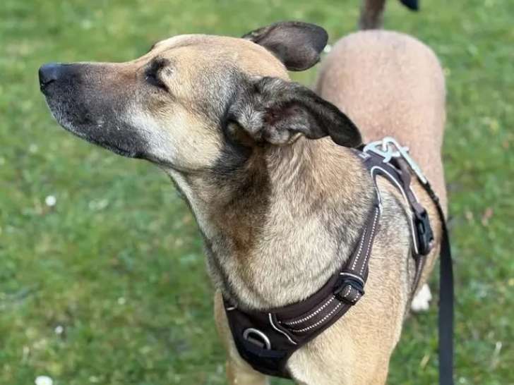 Disponible à l'adoption : chienne de 5 ans