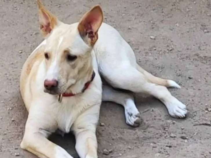 En attente d'adoption : chiot femelle au pelage crème