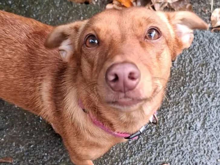 Prête pour l’adoption : chienne marron