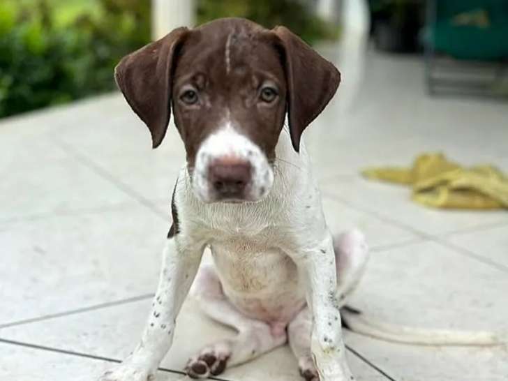 En attente d'une famille : chiot mâle chocolat et blanc