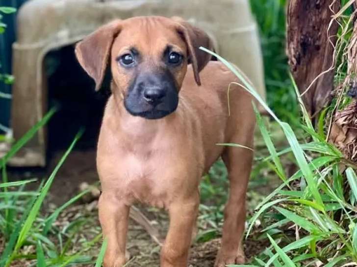 À accueillir : chiot mâle marron