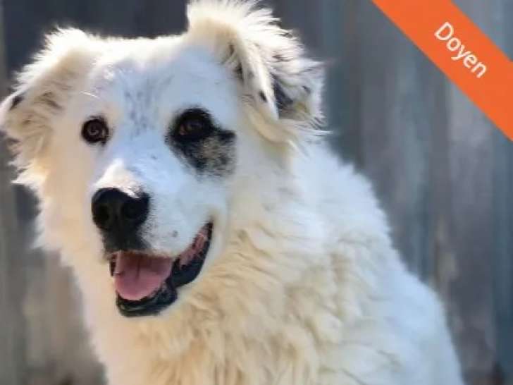 Chien de 13 ans à adopter
