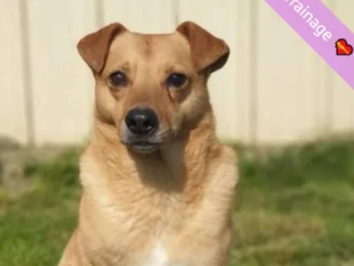 Chienne fauve disponible à l'adoption
