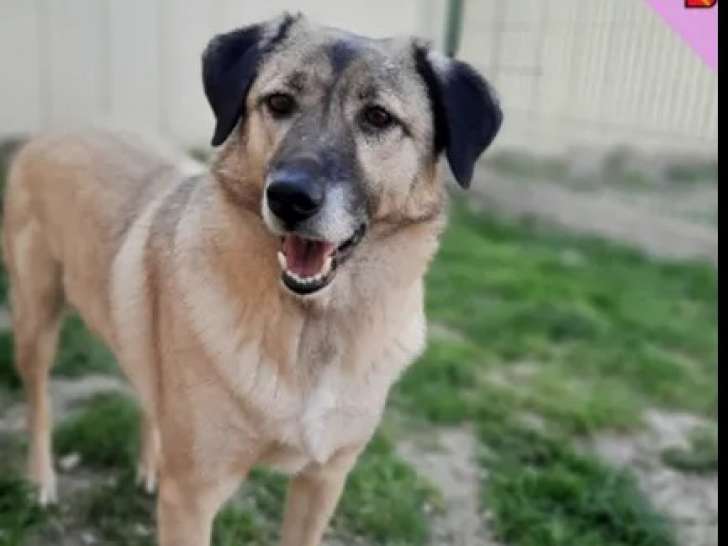 Chien noir et beige prêt pour l'adoption