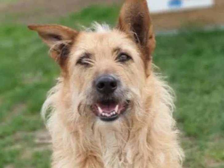 Chienne Griffon adulte en attente d'un foyer