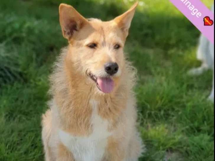 Chienne marron et blanche en quête d'une famille