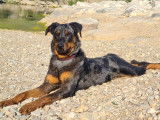 Mâle Beauceron arlequin de 3 ans disponible à la saillie