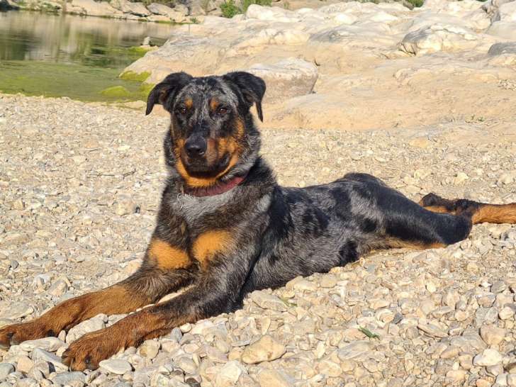 Mâle Beauceron arlequin de 3 ans disponible à la saillie