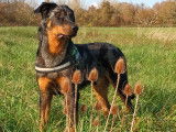 Mâle Beauceron arlequin de 3 ans disponible à la saillie