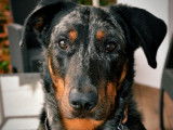 Mâle Beauceron arlequin de 3 ans disponible à la saillie