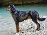 Mâle Beauceron arlequin de 3 ans disponible à la saillie