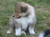 Chiots Colley à vendre