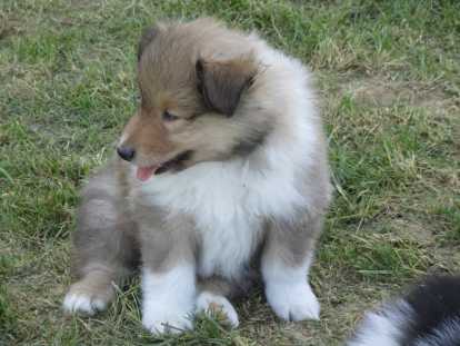 Chiots Colley à vendre