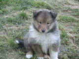 Chiots Colley à vendre