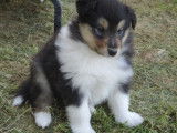 Chiots Colley à vendre