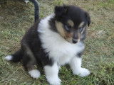 Chiots Colley à vendre