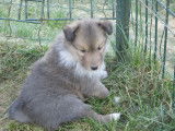 Chiots Colley à vendre