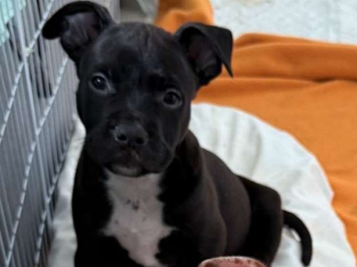 Chiot American Bully XL à vendre