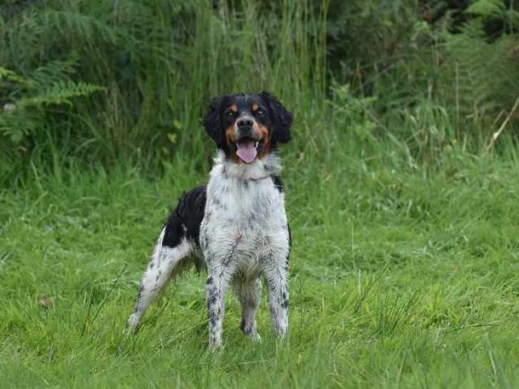 Rubis de la Blanque Rederie LOF disponible pour saillie