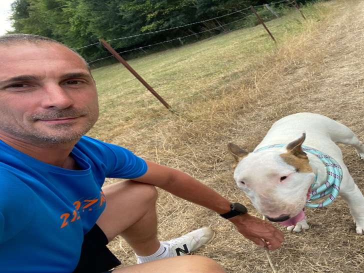 Chienne Bull Terrier à donner
