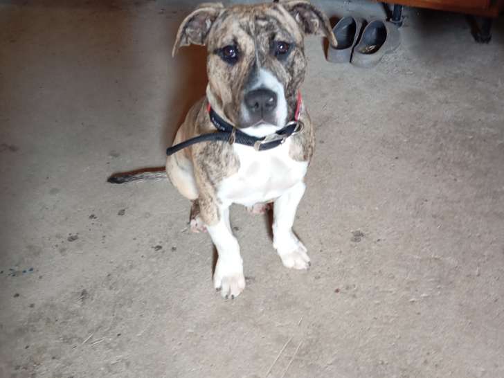 Chiot femelle de type Staffordshire Bull Terrier à vendre
